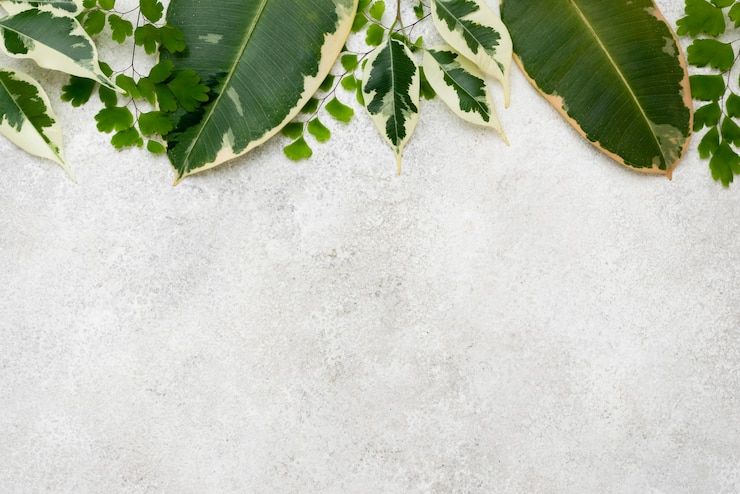 Photo gratuit mise à plat de l'assortiment de feuilles de plantes avec espace copie