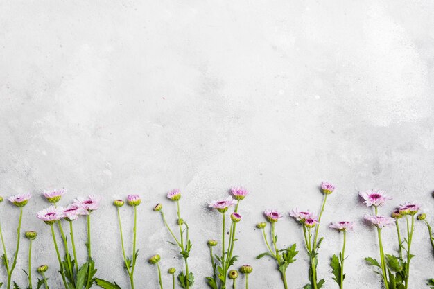 Mise à plat de belles marguerites de printemps avec espace copie