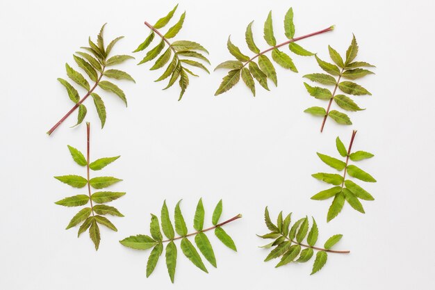 Mise à plat du cadre de feuilles avec espace copie