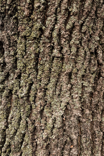 Mise à plat de l'écorce des arbres