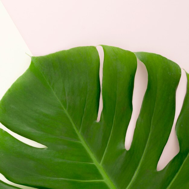 Mise à plat de la feuille de monstera