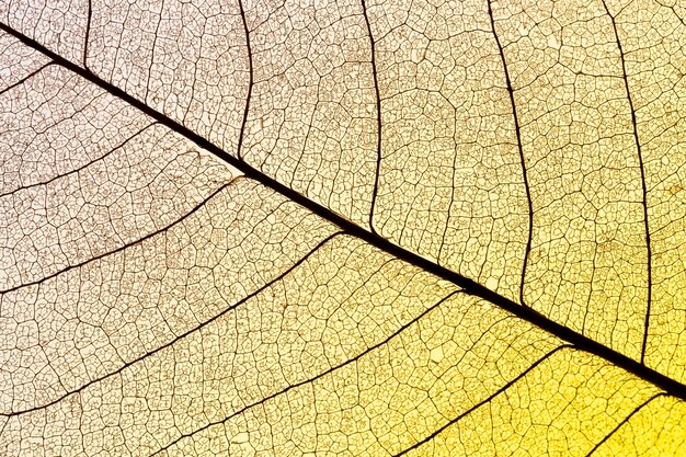 Mise à plat de feuille translucide avec teinte colorée