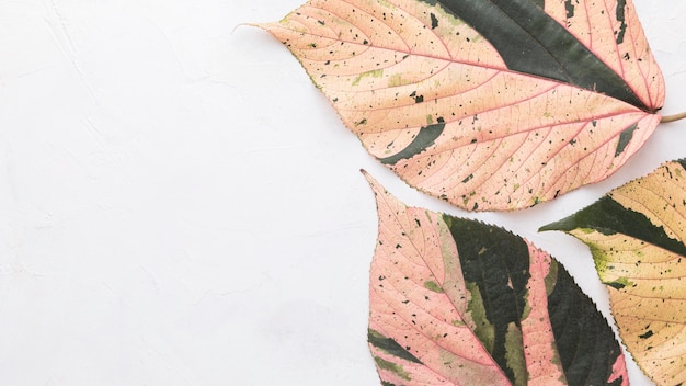 Mise à plat de feuilles d'automne colorées avec espace de copie