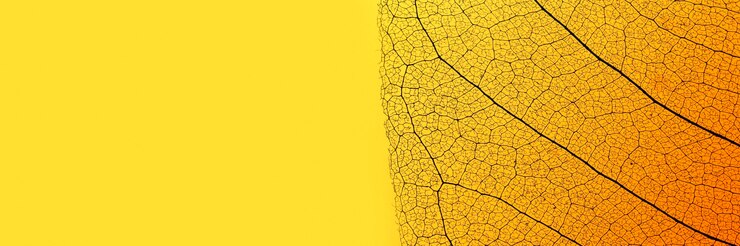 Photo gratuit mise à plat de feuilles colorées avec texture transparente