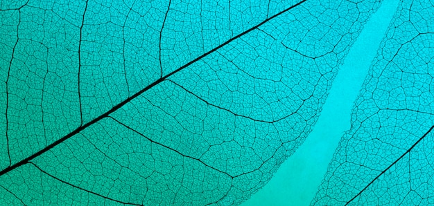 Mise à plat de feuilles colorées avec texture transparente