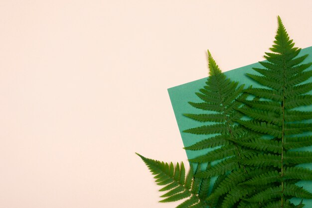 Mise à plat de feuilles de fougère avec espace copie