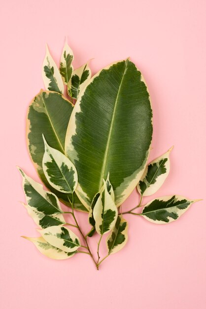 Mise à plat des feuilles des plantes