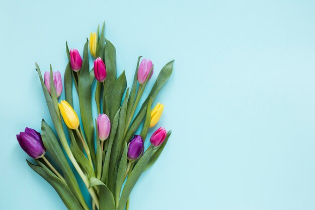 Mise à plat des fleurs et des feuilles de tulipe sur fond bleu