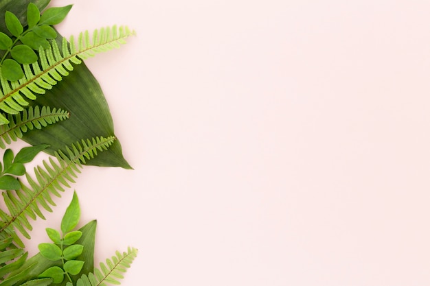 Mise à plat de fougères et de feuilles avec espace de copie