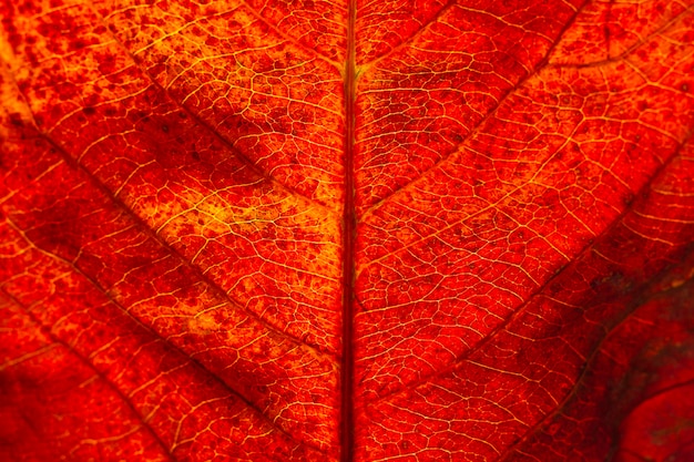 Mise à plat gros plan de feuille d'automne