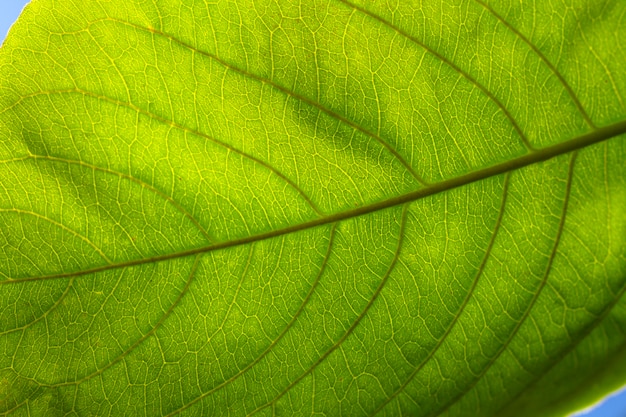 Mise à plat gros plan de feuille verte