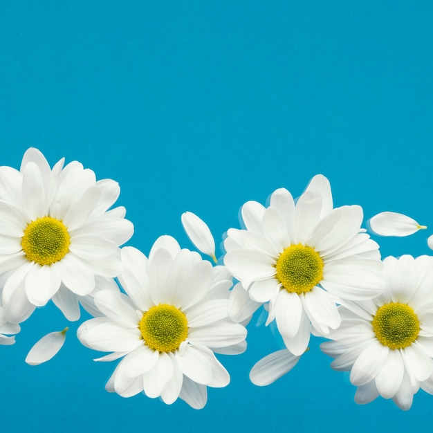 Mise à plat de marguerites de printemps avec des pétales et de l'espace de copie