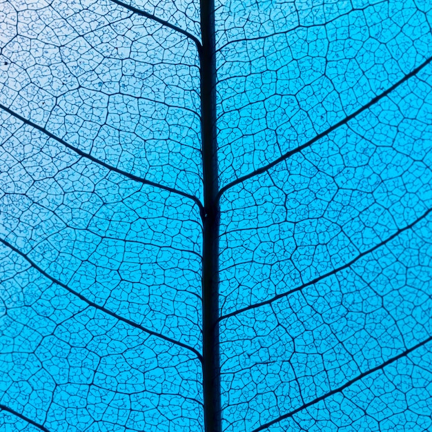 Photo gratuite mise à plat de la texture des feuilles translucides colorées