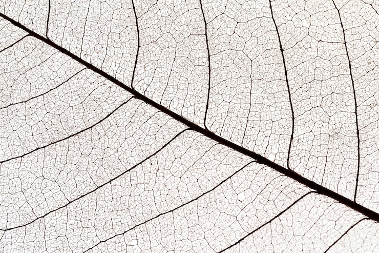 Photo gratuit mise à plat de la texture des feuilles transparentes