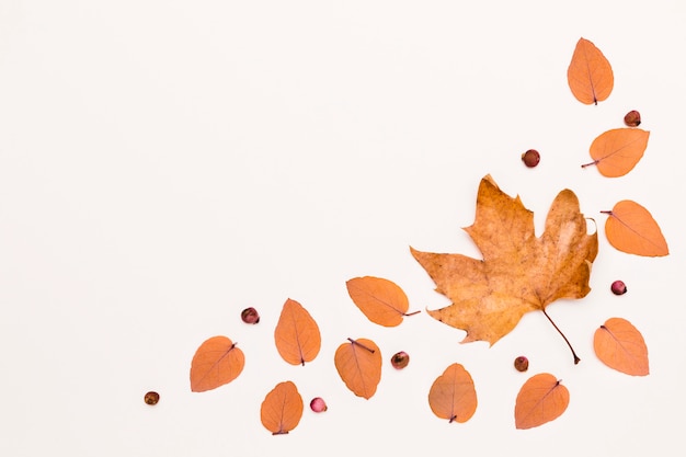 Mise à plat d'une variété de feuilles d'automne