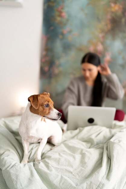 Mode de vie des animaux de compagnie avec le propriétaire