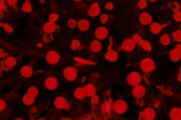 Modèle de globules rouges