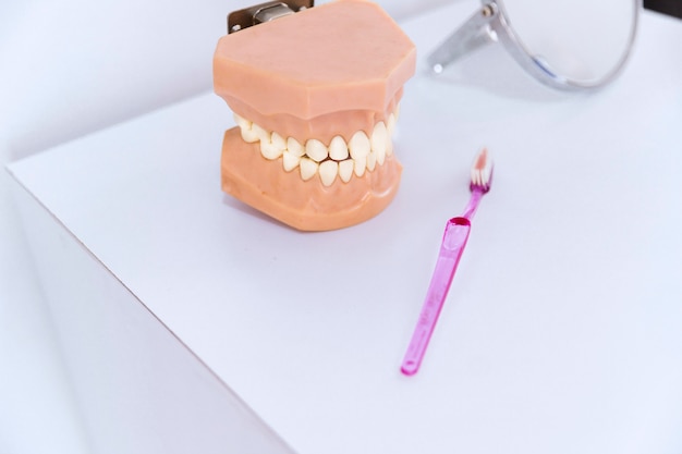 Photo gratuite modèle de gros plan des dents et brosse à dents sur table