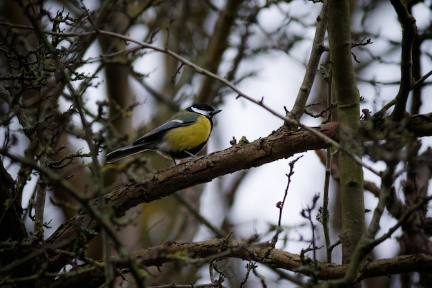 Moineau aux plumes colorées perché sur une branche d'arbre