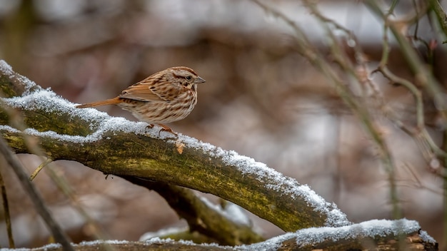 Moineau dans une branche