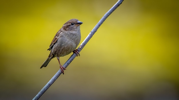 Moineau domestique sur une branche