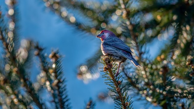 Moineau domestique sur une branche