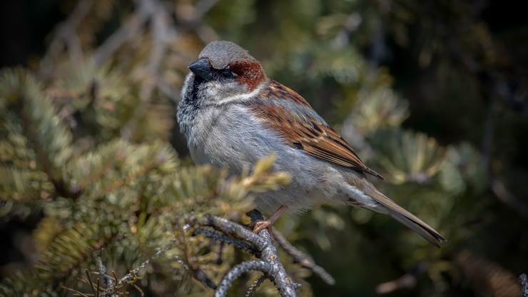 Photo gratuit moineau de maison