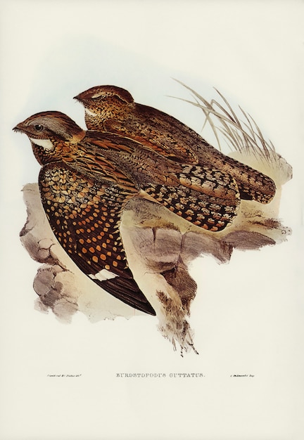 Photo gratuite moineau tacheté (eurostopodus guttatus) illustré par elizabeth gould