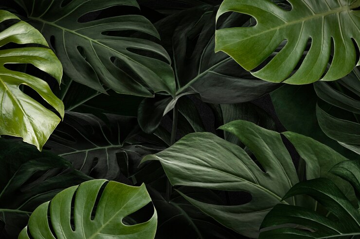 Photo gratuit monstera laisse fond d'écran nature