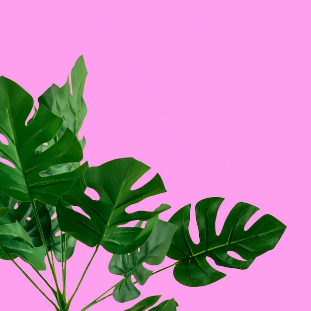 Photo gratuite monstera vert artificiel feuilles sur fond rose