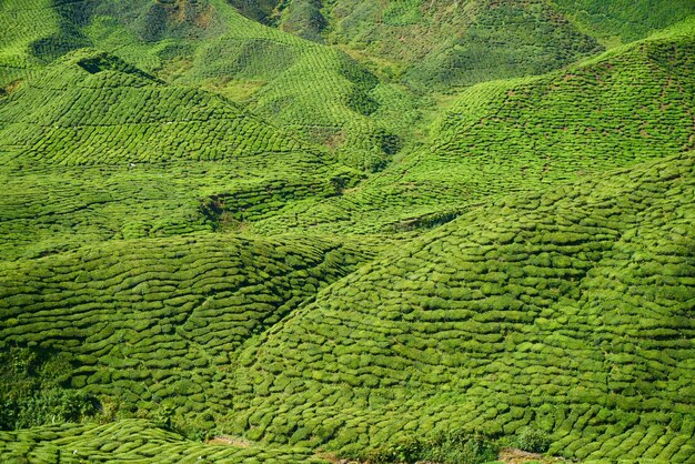 Montagne avec des arbres et arbustes