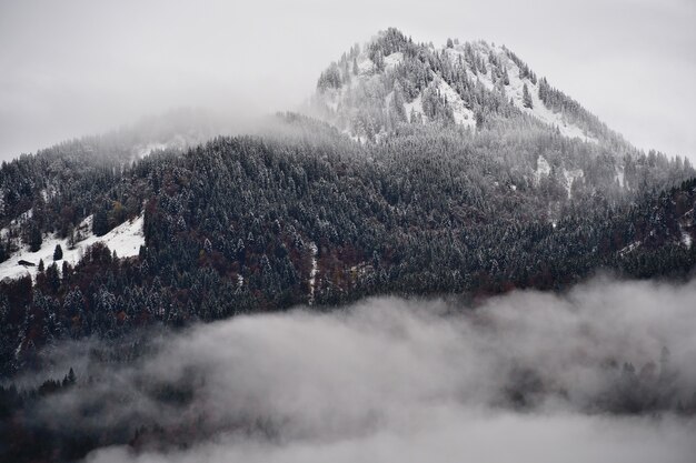 Montagne densément boisée avec des sapins enneigés entourés de nuages dans les Alpes