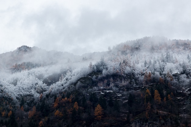 Photo gratuite montagne entourée d'arbres avec de la neige