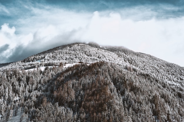 Montagne et forêt enneigées