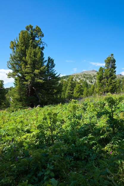 Montagnes forestières