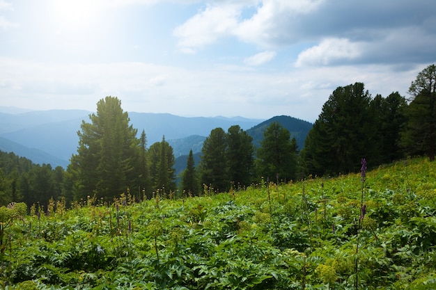 Montagnes forestières