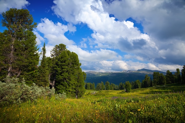 Montagnes avec forêt de cèdres