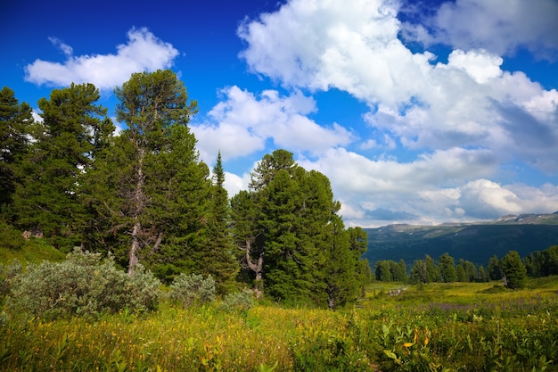 montagnes avec forêt de cèdres