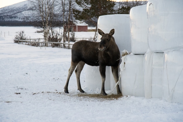 Moose mangeant du foin dans le nord de la Suède