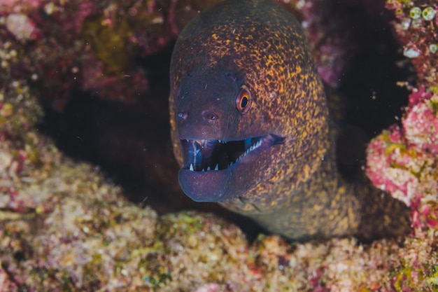 Photo gratuite moray eel malpelo