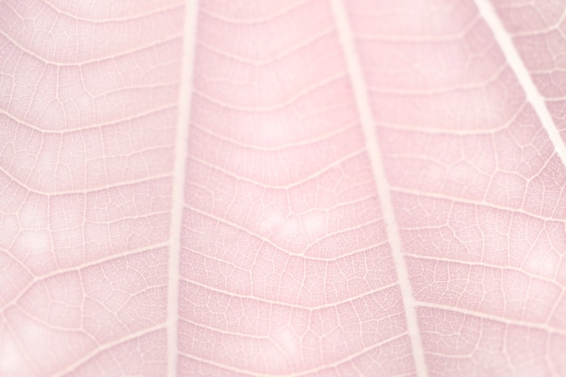 Photo gratuite motif d'art de ligne sur la macrophotographie de texture de feuille blanche naine rose pâle