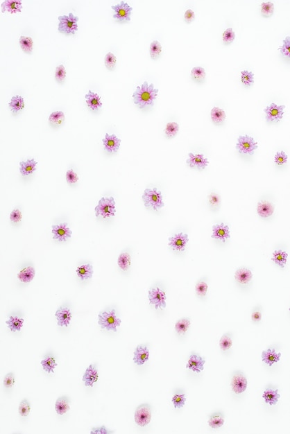 Photo gratuite motif de fleurs pourpres sur fond blanc