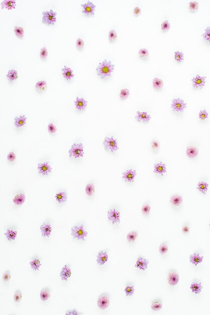 Motif de fleurs pourpres sur fond blanc
