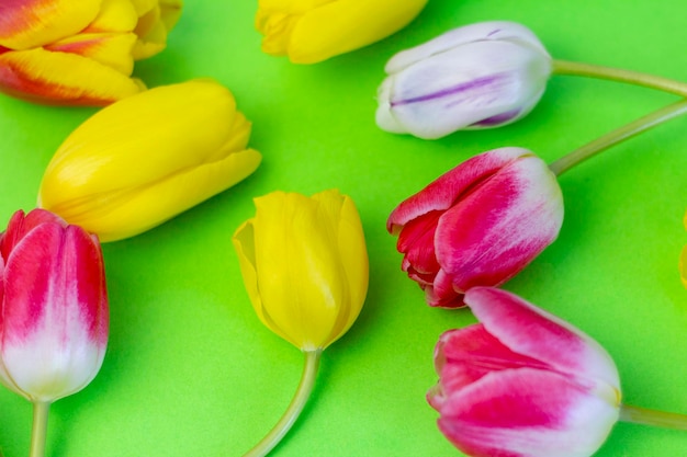 Motif floral avec diverses tulipes lumineuses sur fond de printemps vert.