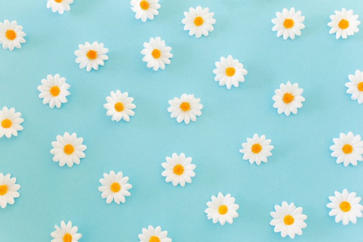 Photo gratuit motif de marguerites sur fond bleu
