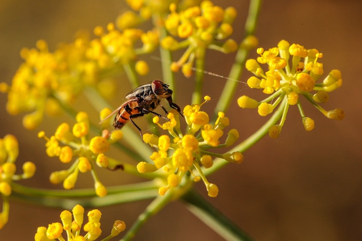 Photo gratuit la mouche du criquet mâle, stomorhina lunata sur les fleurs de fenouil, malte