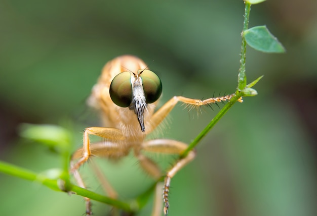 mouche voleur