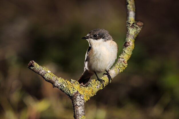 Moucherolle européen mâle Ficedula hypoleuca, Malte, Méditerranée