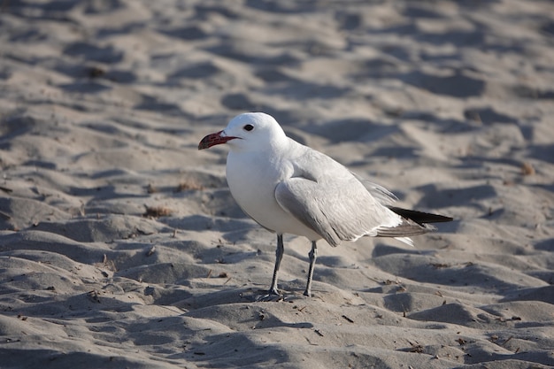 Mouette blanche et grise marchant sur le sable pendant la journée