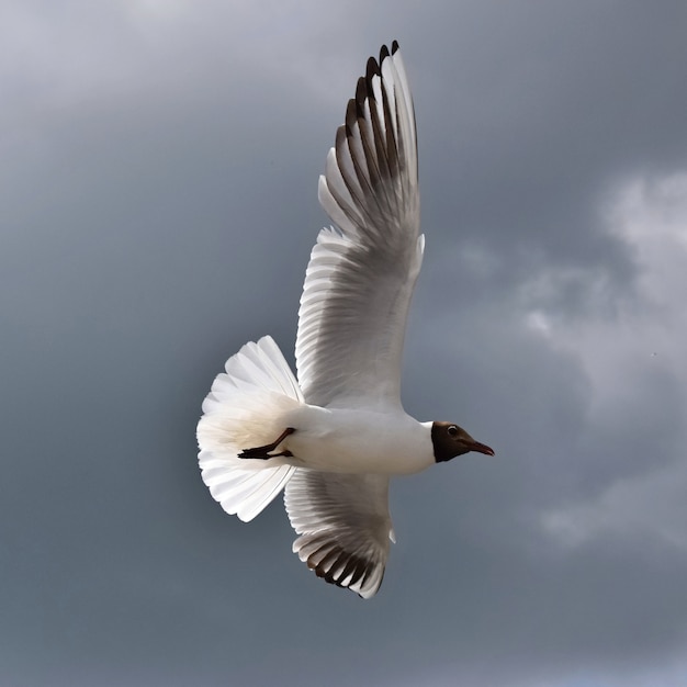 &quot;Mouette dans le ciel&quot;